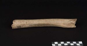 cropped The ancient history of Neanderthals in Europe