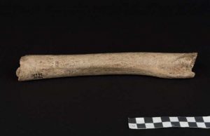 The ancient history of Neanderthals in Europe cropped The ancient history of Neanderthals in Europe