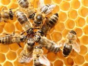 cropped U.S. beekeepers lost over 40 percent of colonies last year highest winter losses ever recorded