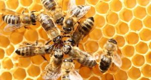 cropped U.S. beekeepers lost over 40 percent of colonies last year highest winter losses ever recorded