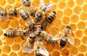 U.S. beekeepers lost over 40 percent of colonies last year, highest winter losses ever recorded cropped U.S. beekeepers lost over 40 percent of colonies last year highest winter losses ever recorded