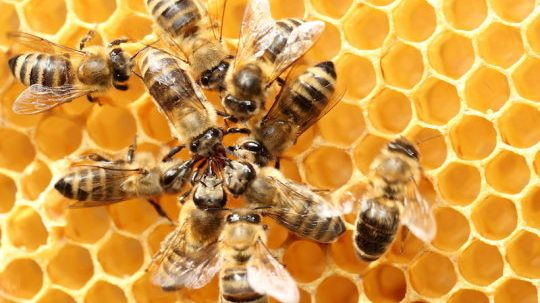 cropped U.S. beekeepers lost over 40 percent of colonies last year highest winter losses ever recorded