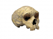 Ancient DNA extracted from Neanderthal fossils of Gibraltar for the first time Ancient DNA extracted from Neanderthal fossils of Gibraltar for the first time