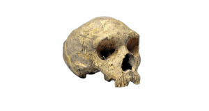 Ancient DNA extracted from Neanderthal fossils of Gibraltar for the first time