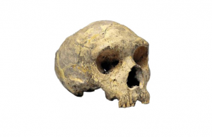 Ancient DNA extracted from Neanderthal fossils of Gibraltar for the first time Ancient DNA extracted from Neanderthal fossils of Gibraltar for the first time