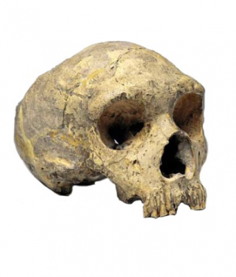 Ancient DNA extracted from Neanderthal fossils of Gibraltar for the first time Ancient DNA extracted from Neanderthal fossils of Gibraltar for the first time