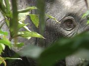 Elephant extinction will raise carbon dioxide levels in atmosphere 1