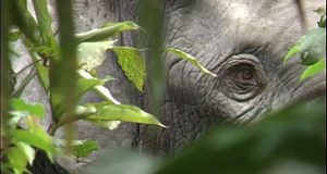 Elephant extinction will raise carbon dioxide levels in atmosphere 1