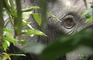 Elephant extinction will raise carbon dioxide levels in atmosphere Elephant extinction will raise carbon dioxide levels in atmosphere 1