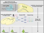 Linking phenotypes to genotypes A newly devised gene editing strategy