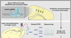 Linking phenotypes to genotypes A newly devised gene editing strategy