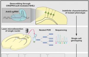 Linking phenotypes to genotypes: A newly devised gene-editing strategy Linking phenotypes to genotypes A newly devised gene editing strategy