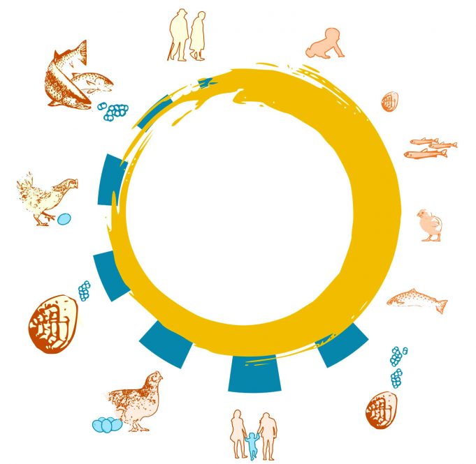 Live fast and die young, or play the long game? Scientists map 121 animal life cycles Live fast and die young or play the long game Scientists map 121 animal life cycles
