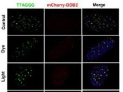 Molecular sensor scouts DNA damage and supervises repair