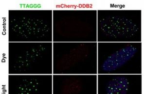 Molecular sensor scouts DNA damage and supervises repair Molecular sensor scouts DNA damage and supervises repair