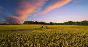 New study How much do climate fluctuations matter for global crop yields