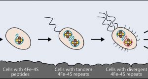 Researchers identify the origins of metabolism