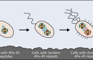 Researchers identify the origins of metabolism Researchers identify the origins of metabolism