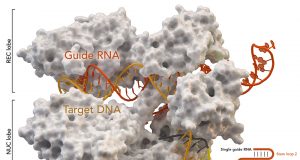 Scientists capture images of gene editing enzymes in action