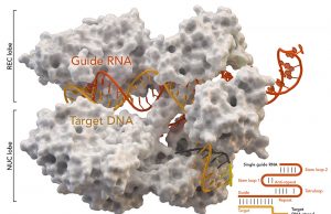 Scientists capture images of gene-editing enzymes in action Scientists capture images of gene editing enzymes in action