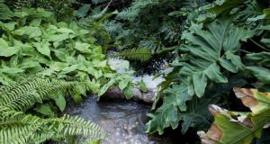 cropped 11 of destroyed moist tropical forests could be restored to boost climate environment