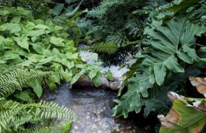 11% of destroyed moist tropical forests could be restored to boost climate, environment cropped 11 of destroyed moist tropical forests could be restored to boost climate environment