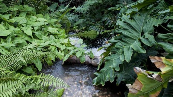 11% of destroyed moist tropical forests could be restored to boost climate, environment cropped 11 of destroyed moist tropical forests could be restored to boost climate environment