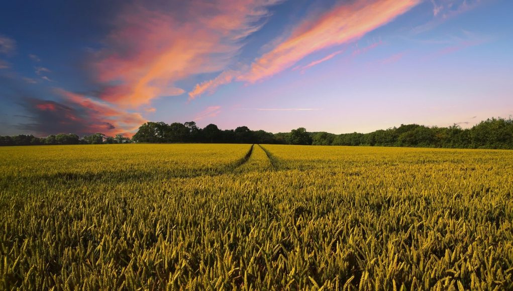 cropped A new way to grow crops in marginal soils could help feed the world