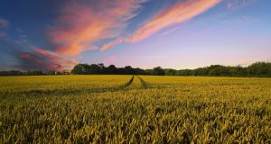 cropped A new way to grow crops in marginal soils could help feed the world
