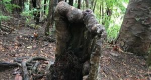 cropped A tree stump that should be dead is still alive heres why