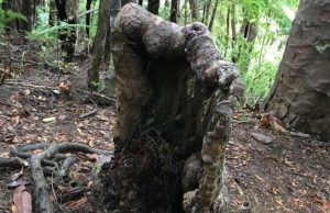 A tree stump that should be dead is still alive; here’s why cropped A tree stump that should be dead is still alive heres why