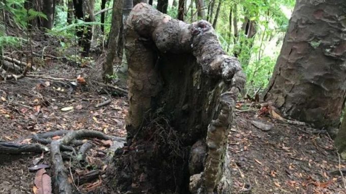 cropped A tree stump that should be dead is still alive heres why