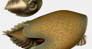 cropped A voracious Cambrian predator Cambroraster is a new species from the Burgess Shale