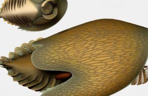 A voracious Cambrian predator, Cambroraster, is a new species from the Burgess Shale cropped A voracious Cambrian predator Cambroraster is a new species from the Burgess Shale