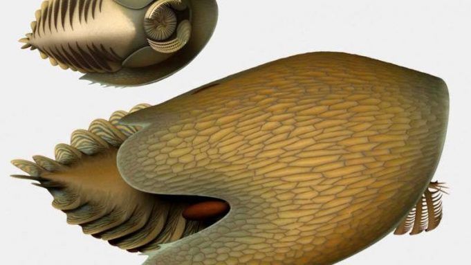 A voracious Cambrian predator, Cambroraster, is a new species from the Burgess Shale cropped A voracious Cambrian predator Cambroraster is a new species from the Burgess Shale