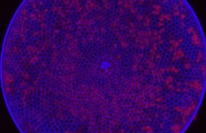 Algae-killing viruses spur nutrient recycling in oceans cropped Algae killing viruses spur nutrient recycling in oceans