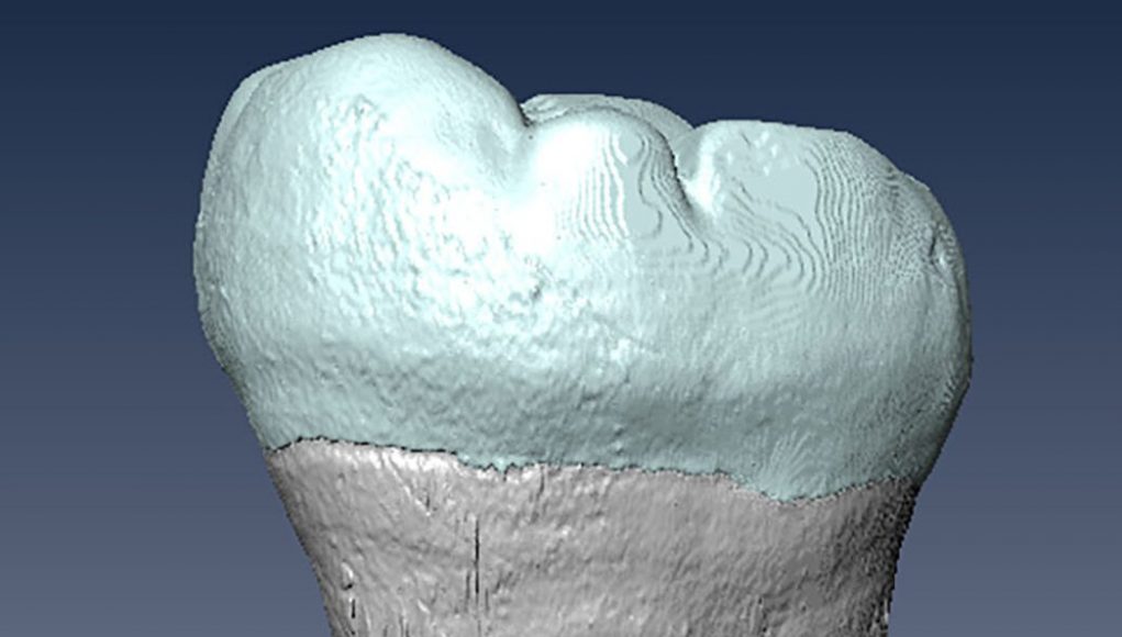 cropped Ancient molar points to interbreeding between archaic humans and Homo sapiens in Asia