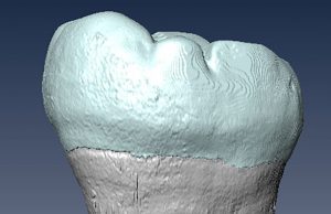 Ancient molar points to interbreeding between archaic humans and Homo sapiens in Asia cropped Ancient molar points to interbreeding between archaic humans and Homo sapiens in Asia