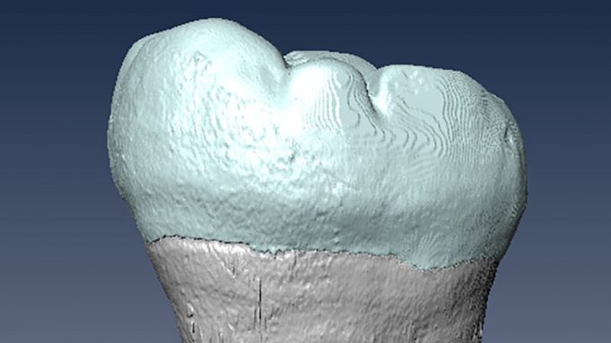 Ancient molar points to interbreeding between archaic humans and Homo sapiens in Asia cropped Ancient molar points to interbreeding between archaic humans and Homo sapiens in Asia
