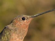 cropped Andean hummingbirds take different evolutionary paths to high altitudes