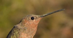 cropped Andean hummingbirds take different evolutionary paths to high altitudes