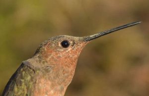 Andean hummingbirds take different evolutionary paths to high altitudes cropped Andean hummingbirds take different evolutionary paths to high altitudes
