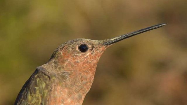 cropped Andean hummingbirds take different evolutionary paths to high altitudes cropped Andean hummingbirds take different evolutionary paths to high altitudes