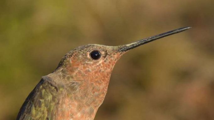 Andean hummingbirds take different evolutionary paths to high altitudes cropped Andean hummingbirds take different evolutionary paths to high altitudes