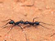 Australian ants prepared for ‘Insect Armageddon’ cropped Australian ants prepared for Insect Armageddon