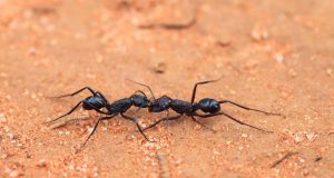 cropped Australian ants prepared for Insect Armageddon