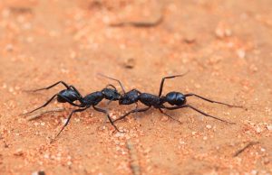 Australian ants prepared for ‘Insect Armageddon’ cropped Australian ants prepared for Insect Armageddon