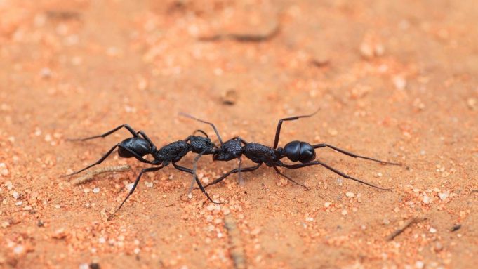 Australian ants prepared for ‘Insect Armageddon’ cropped Australian ants prepared for Insect Armageddon