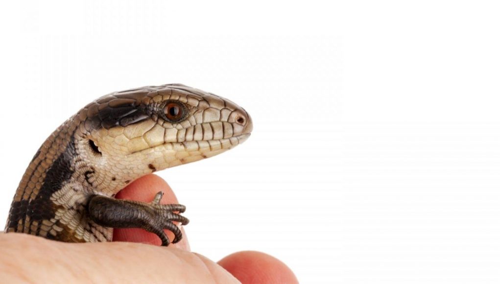 cropped Australian research finds little lizards learn very quickly