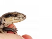 Australian research finds little lizards learn very quickly cropped Australian research finds little lizards learn very quickly